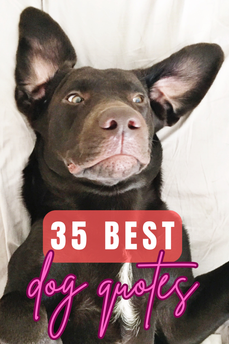 35 Best Quotes About Dogs