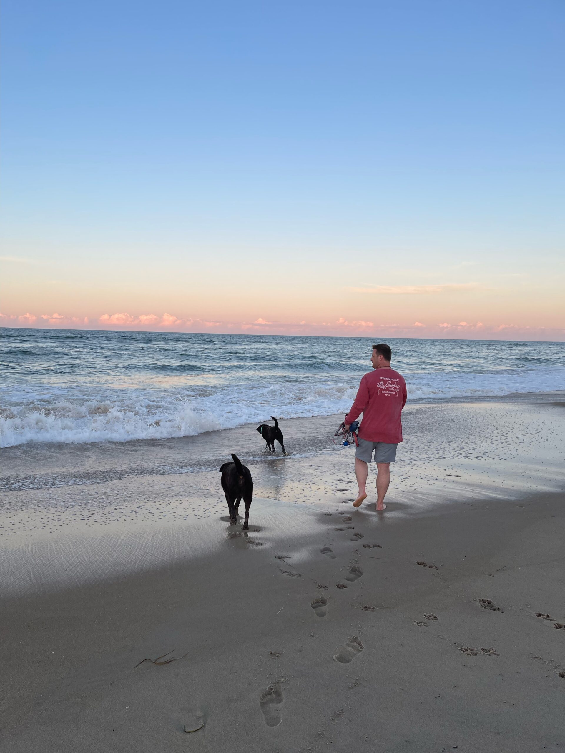 Man walking with two chocolate Labradors on the beach