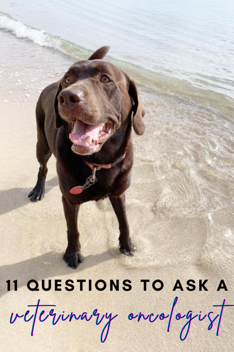 11 Questions To Ask Your Veterinary Oncologist