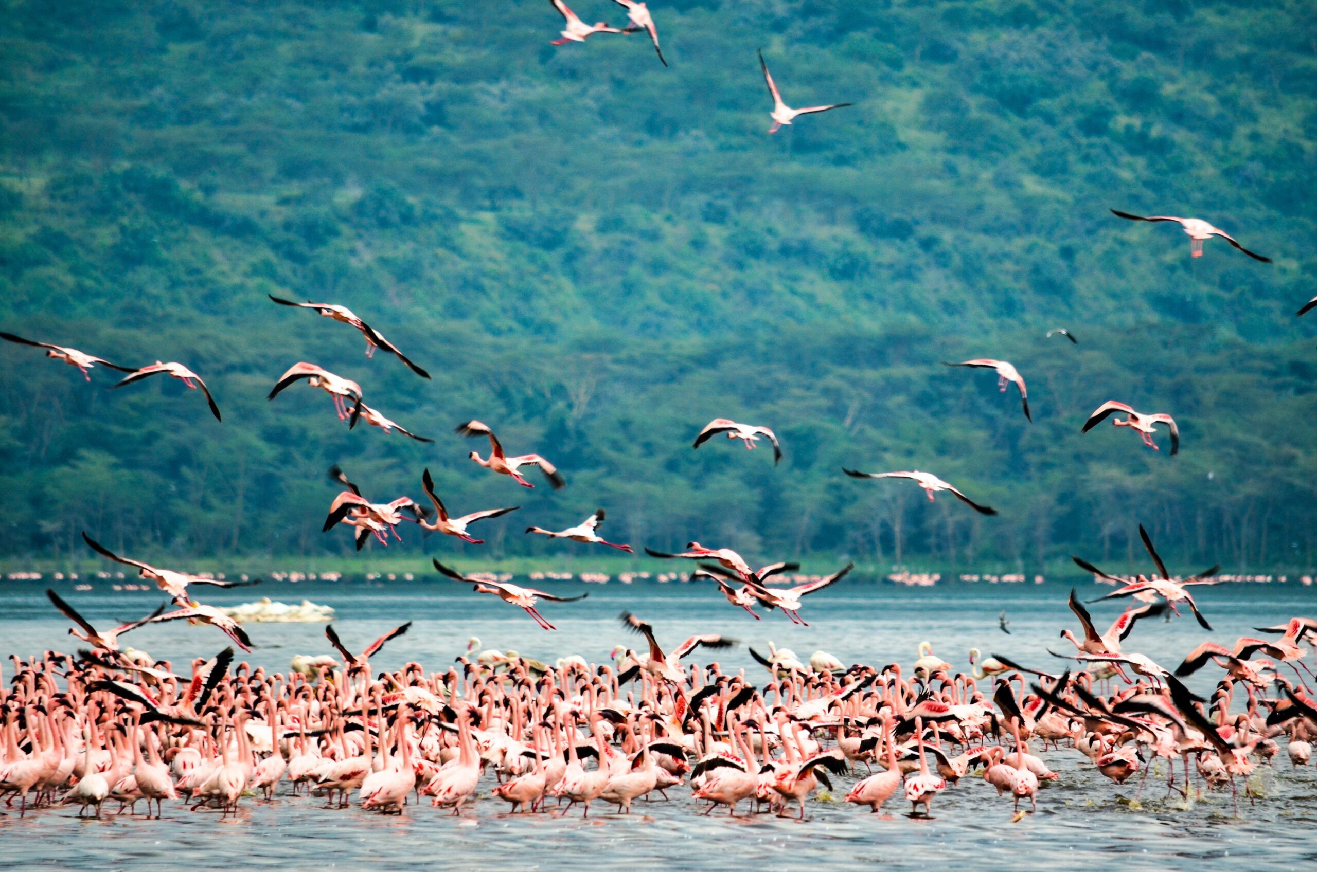 Flamingoes at Nakuru