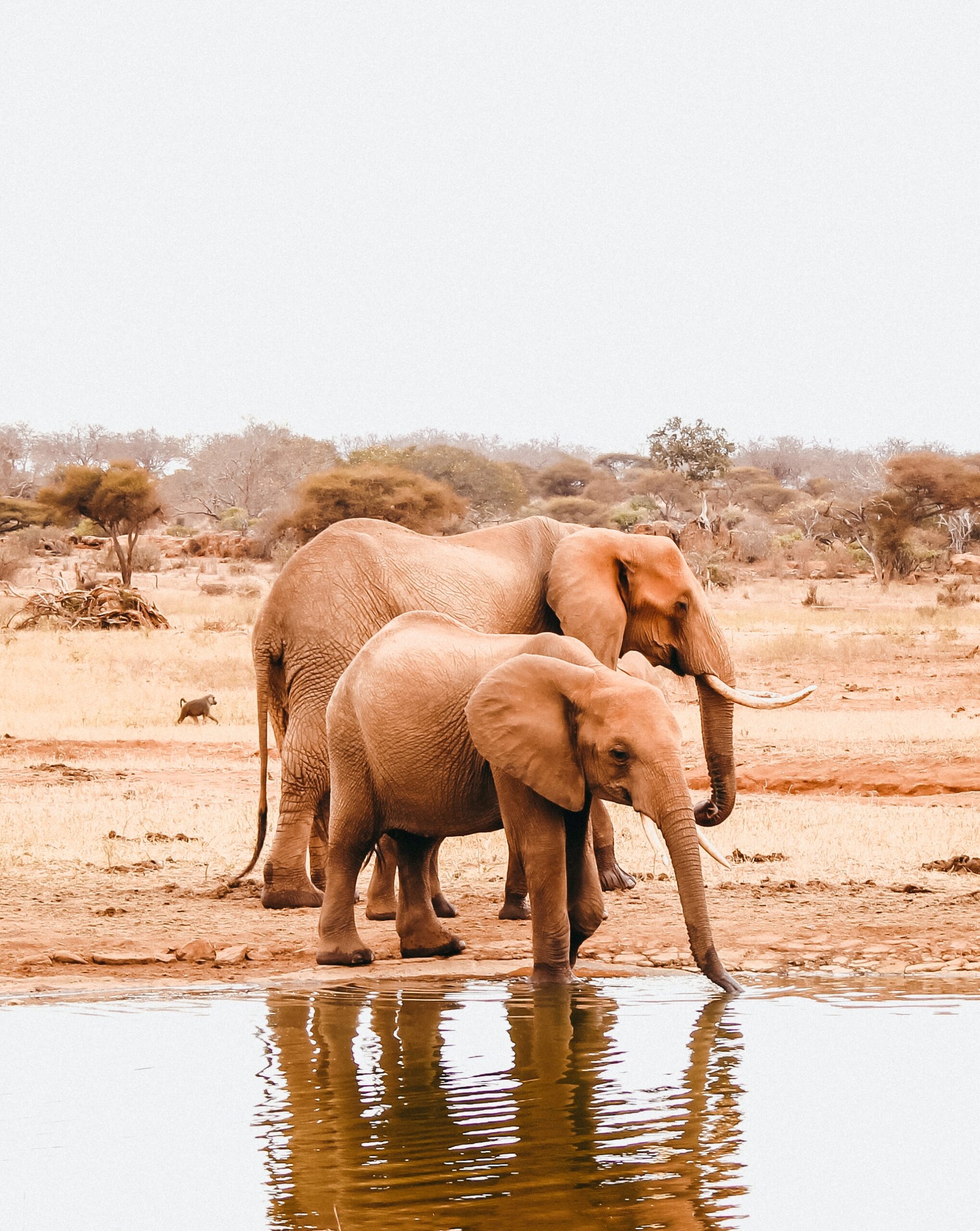 Elephants in Tsavo West
