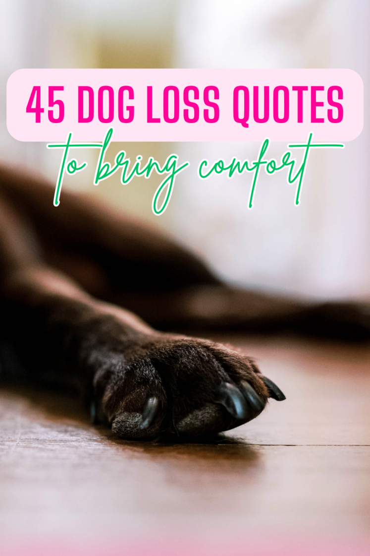 45 Dog Loss Quotes For When Your Heart Is Breaking