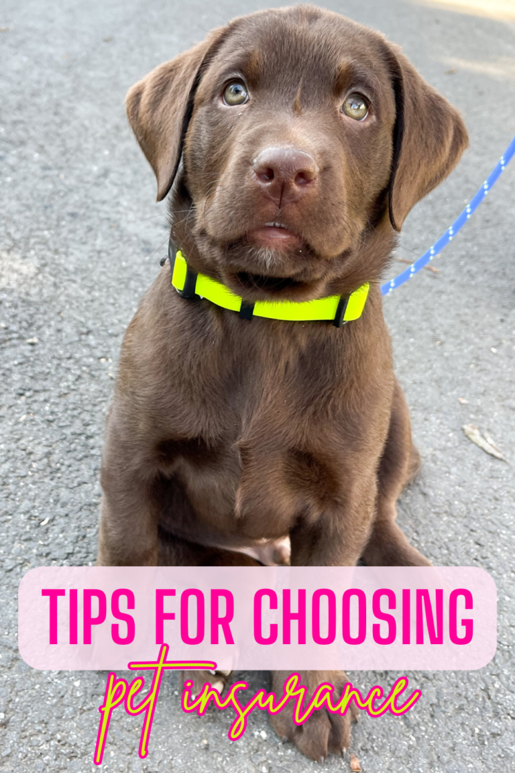 5 Tips For Choosing Pet Insurance