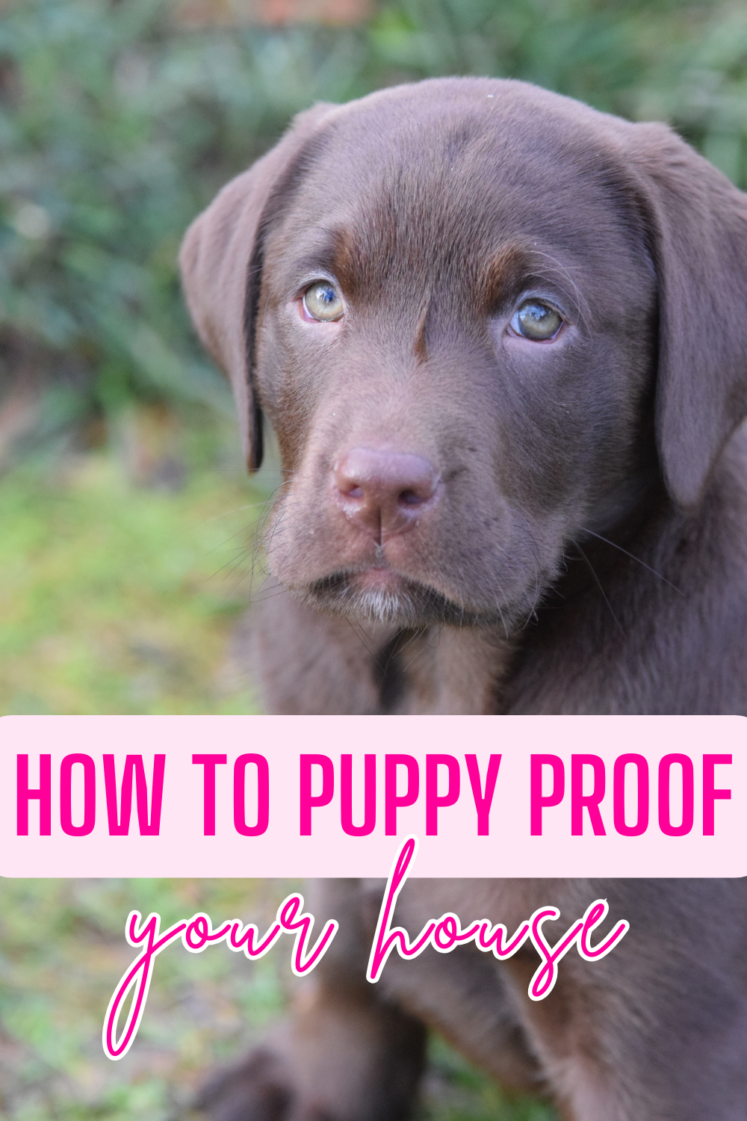 How To Puppy Proof Your House